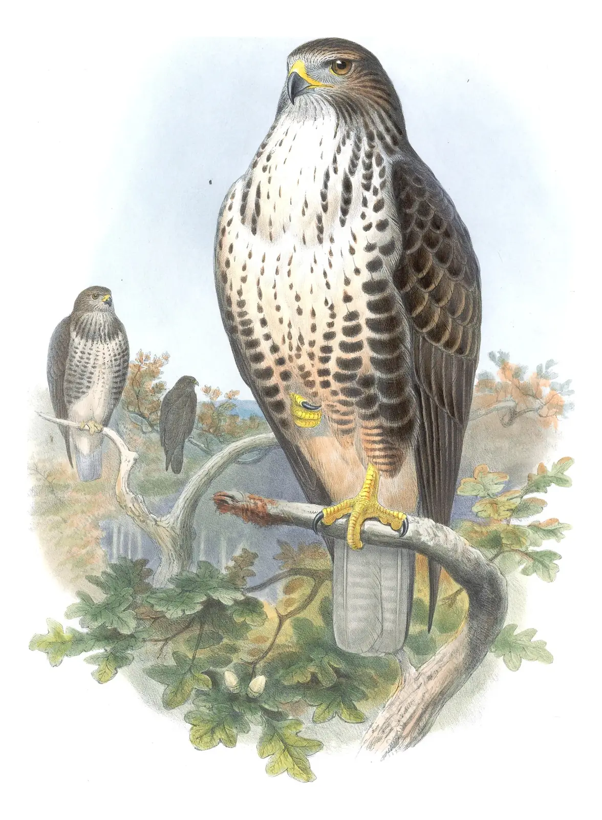 Volume I, plate 6 of Gould's The Birds of Great Britain: Common Buzzard (Buteo buteo)