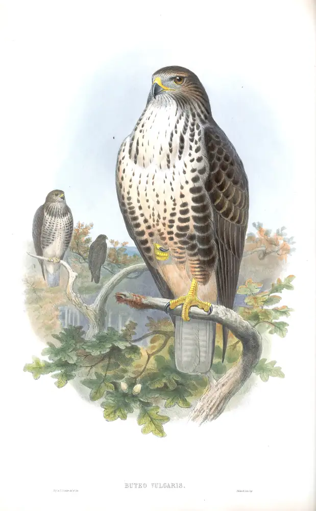 The whole sheet of volume I, plate 6, with its engraved caption