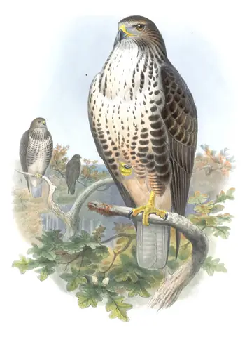 Volume I, plate 6 of Gould's The Birds of Great Britain: Common Buzzard (Buteo buteo)