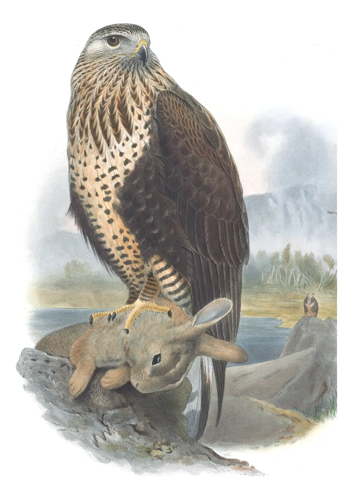 Volume I, plate 7 of Gould's The Birds of Great Britain: Rough-legged Hawk (Buteo lagopus)