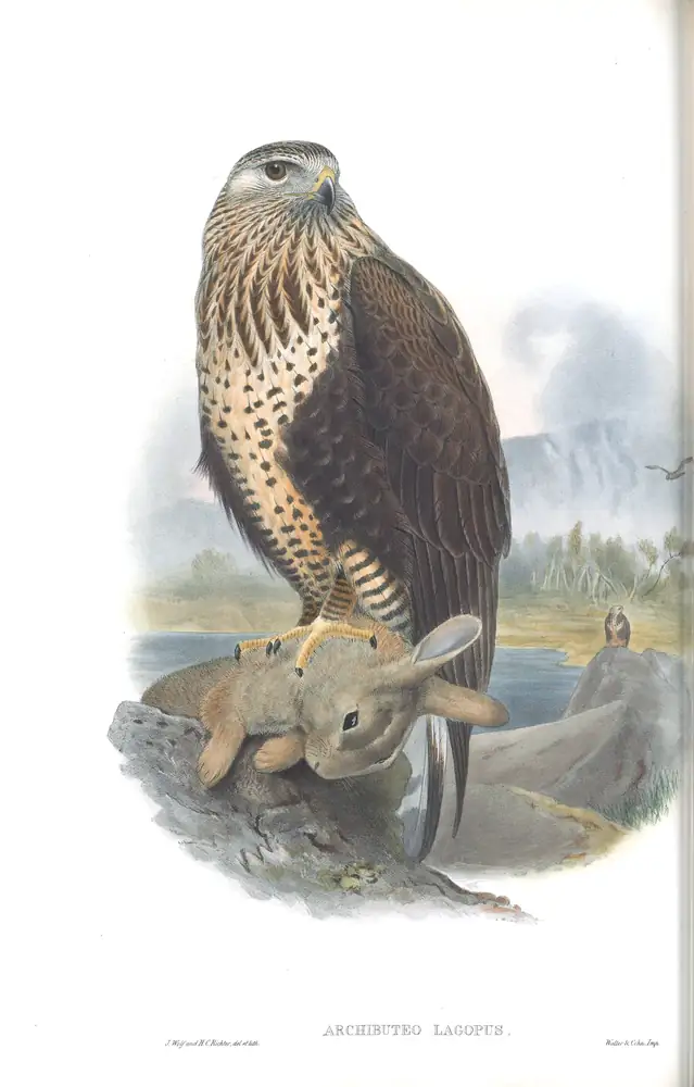 The whole sheet of volume I, plate 7, with its engraved caption