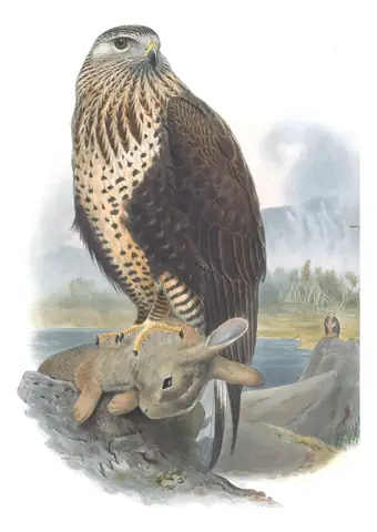 Volume I, plate 7 of Gould's The Birds of Great Britain: Rough-legged Hawk (Buteo lagopus)