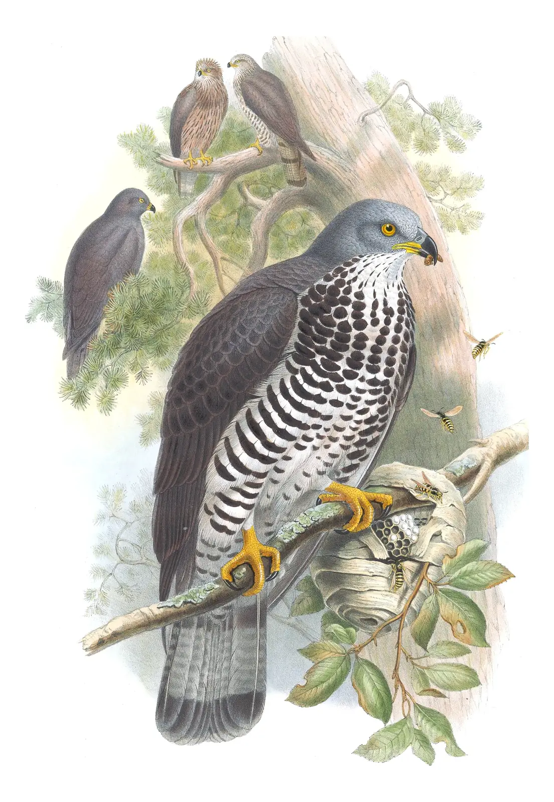 Volume I, plate 8 of Gould's The Birds of Great Britain: European Honey-buzzard (Pernis apivorus)