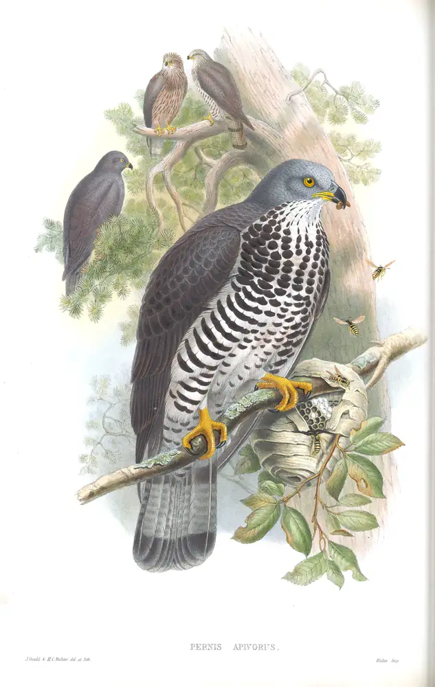 The whole sheet of volume I, plate 8, with its engraved caption