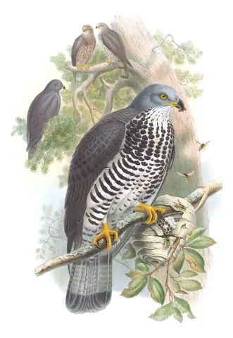 Volume I, plate 8 of Gould's The Birds of Great Britain: European Honey-buzzard (Pernis apivorus)