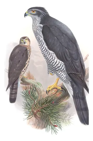 Volume I, plate 9 of Gould's The Birds of Great Britain: Eurasian Goshawk (Astur gentilis)