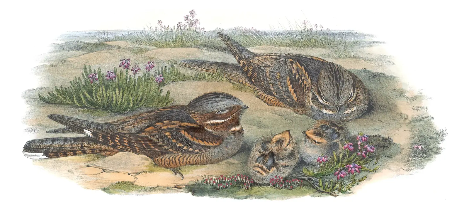 Volume II, plate 1 of Gould's The Birds of Great Britain: Eurasian Nightjar (Caprimulgus europaeus)
