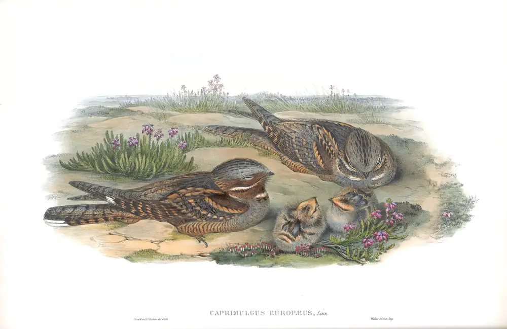 The whole sheet of volume II, plate 1, with its engraved caption