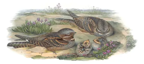 Volume II, plate 1 of Gould's The Birds of Great Britain: Eurasian Nightjar (Caprimulgus europaeus)