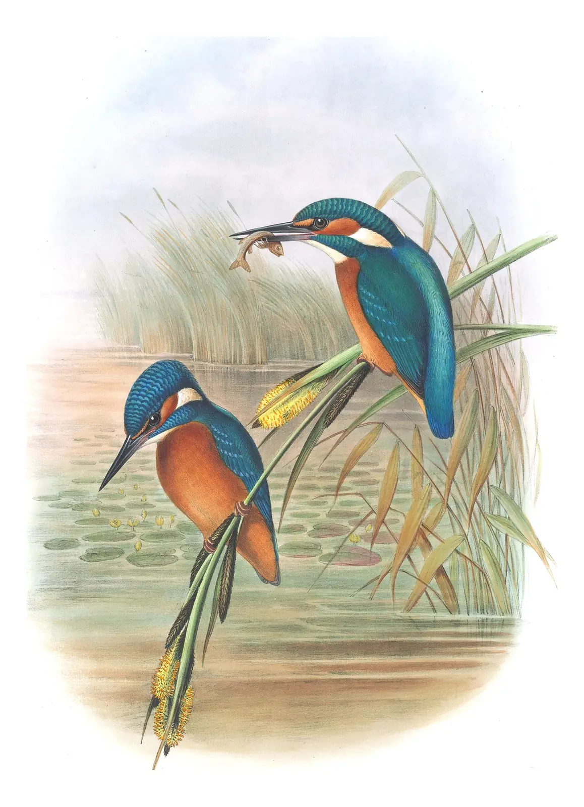 Volume II, plate 10 of Gould's The Birds of Great Britain: Common Kingfisher (Alcedo atthis)