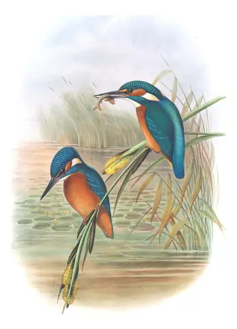 Volume II, plate 10 of Gould's The Birds of Great Britain: Common Kingfisher (Alcedo atthis)