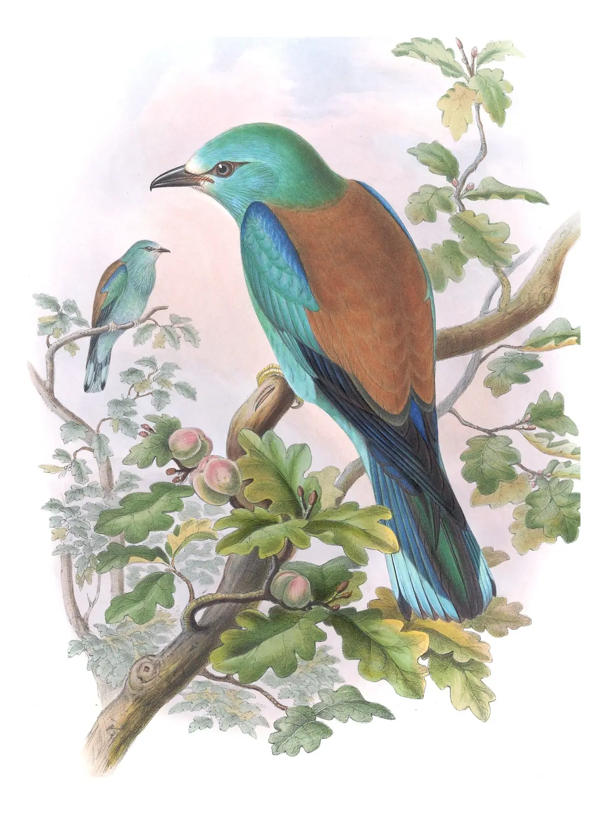 Volume II, plate 11 of Gould's The Birds of Great Britain: European Roller (Coracias garrulus)