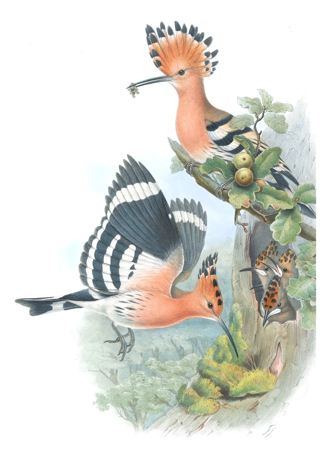 Volume II, plate 12 of Gould's The Birds of Great Britain: Common Hoopoe (Upupa epops)