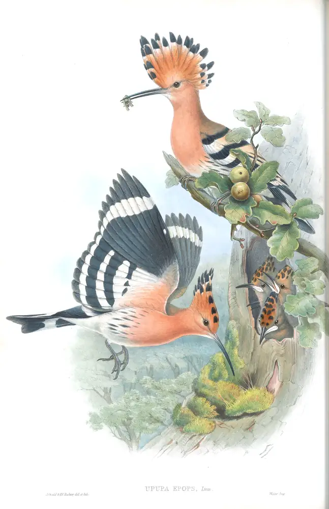 The whole sheet of volume II, plate 12, with its engraved caption