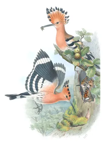 Volume II, plate 12 of Gould's The Birds of Great Britain: Common Hoopoe (Upupa epops)