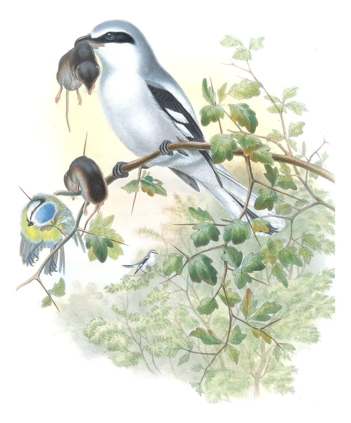 Volume II, plate 13 of Gould's The Birds of Great Britain: Great Gray Shrike (Lanius excubitor)