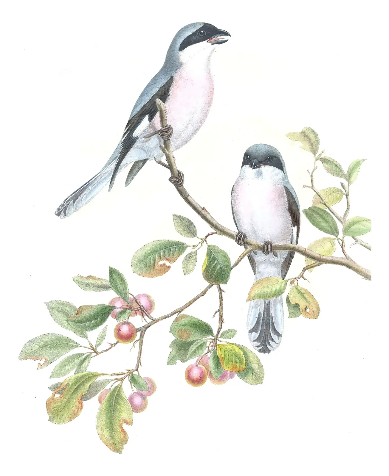 Volume II, plate 14 of Gould's The Birds of Great Britain: Lesser Gray Shrike (Lanius minor)