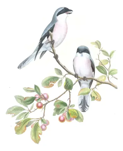 Volume II, plate 14 of Gould's The Birds of Great Britain: Lesser Gray Shrike (Lanius minor)