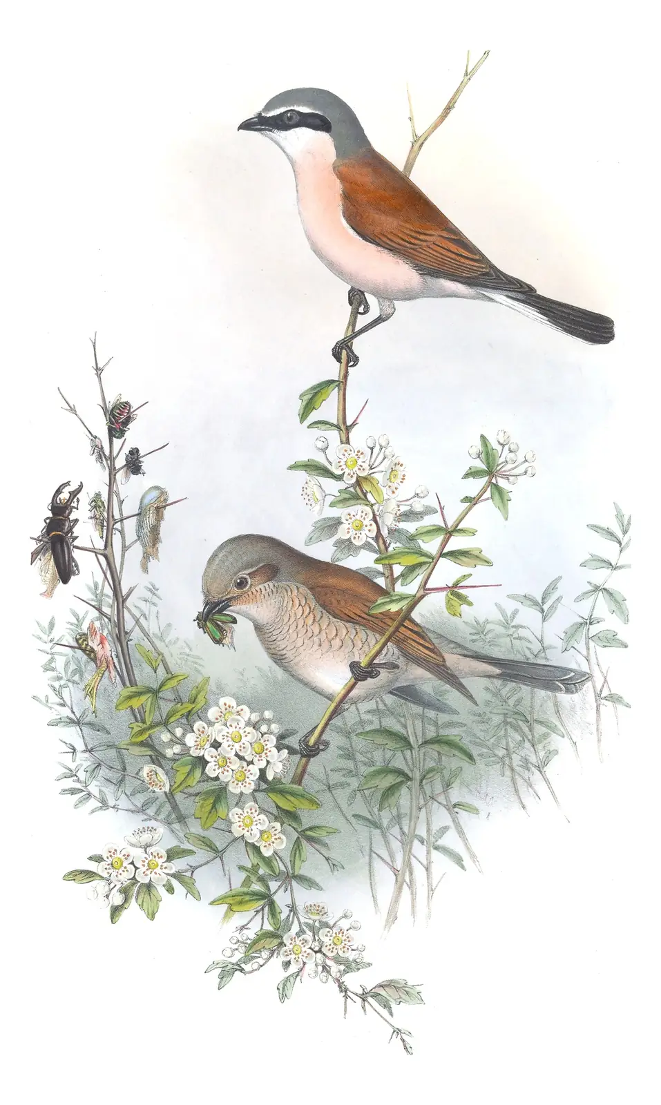 Volume II, plate 15 of Gould's The Birds of Great Britain: Red-backed Shrike (Lanius collurio)