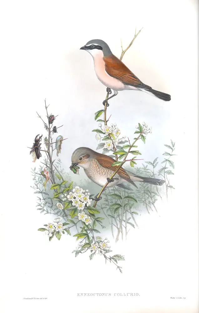 The whole sheet of volume II, plate 15, with its engraved caption