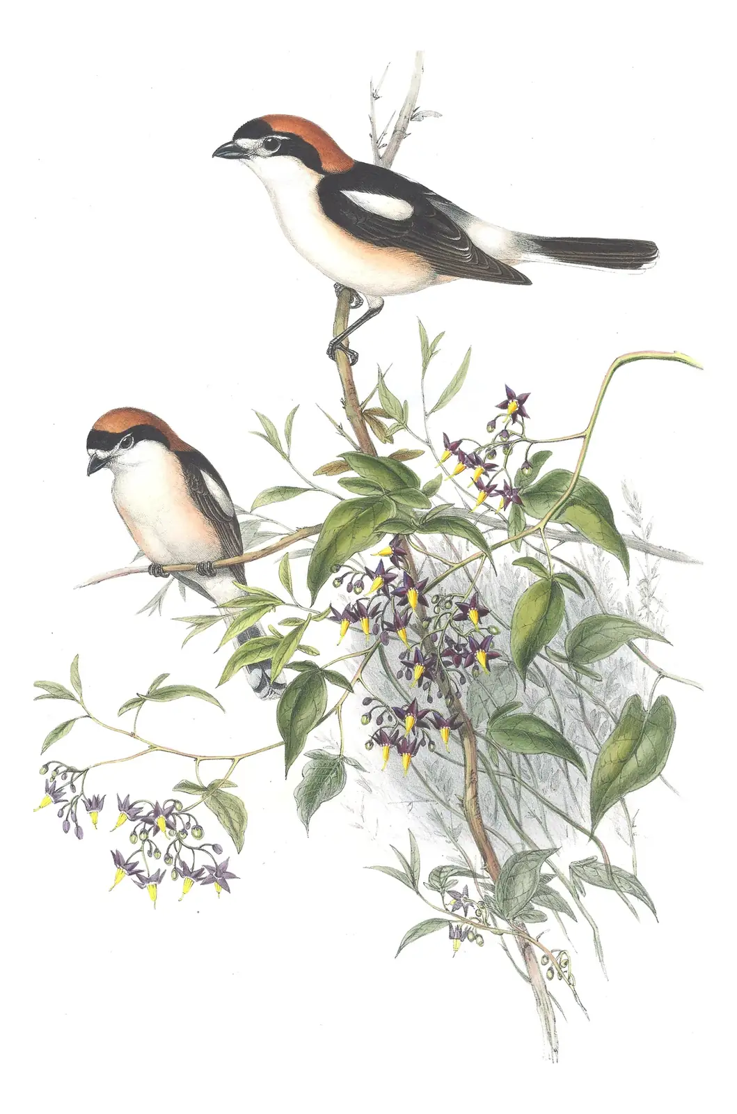 Volume II, plate 16 of Gould's The Birds of Great Britain: Woodchat Shrike (Lanius senator)