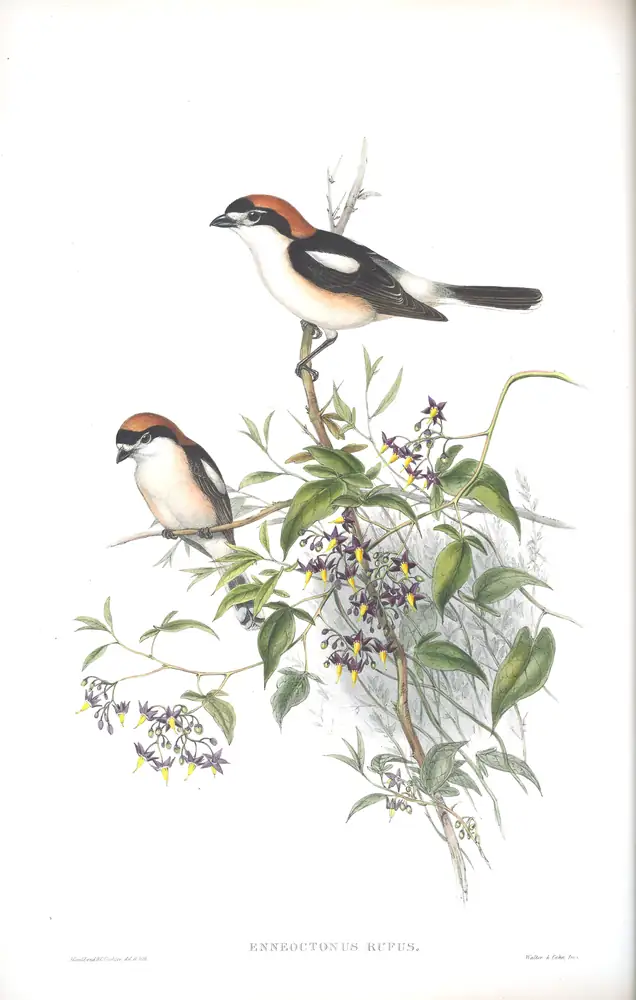 The whole sheet of volume II, plate 16, with its engraved caption