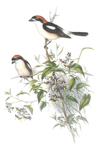 Volume II, plate 16 of Gould's The Birds of Great Britain: Woodchat Shrike (Lanius senator)