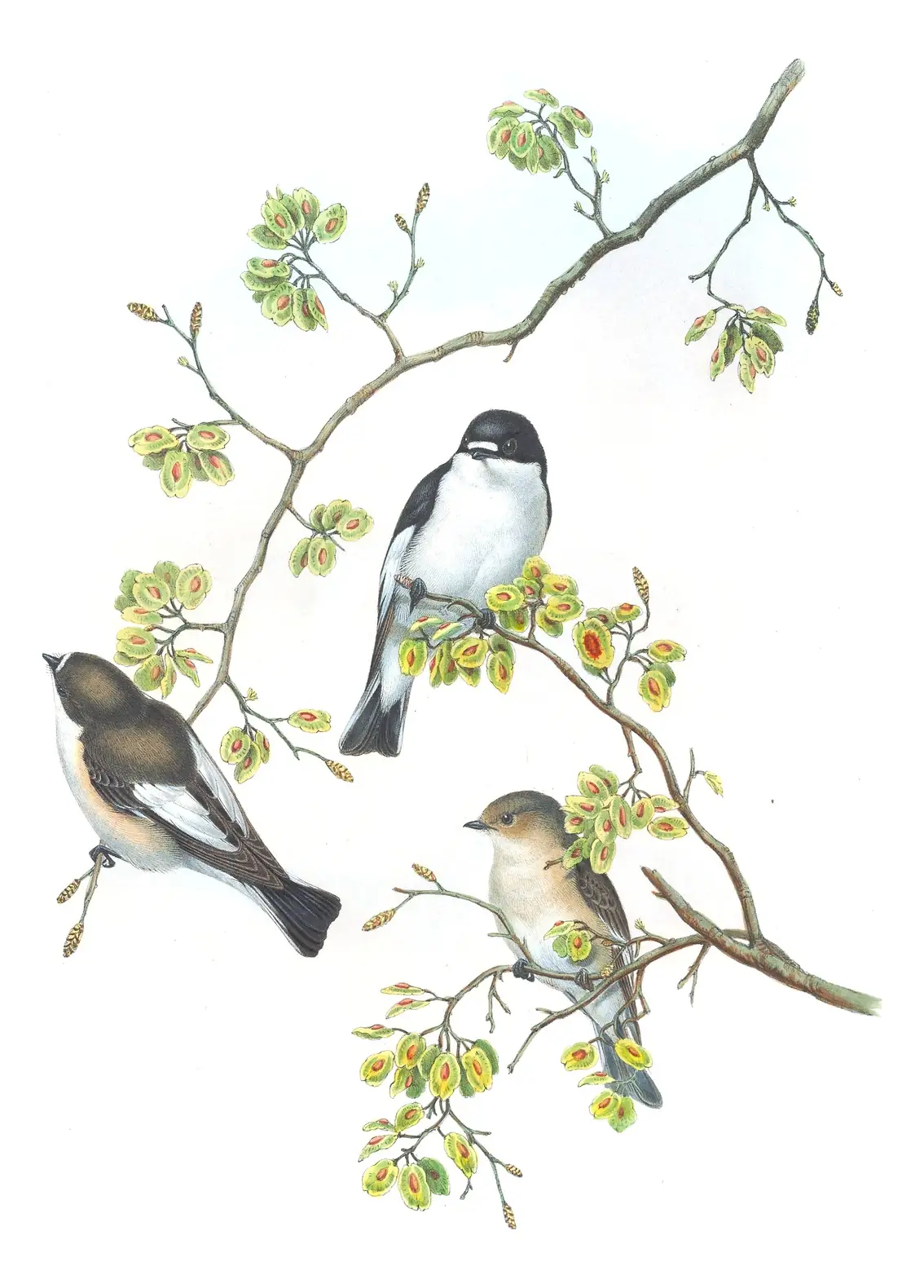 Volume II, plate 17 of Gould's The Birds of Great Britain: European Pied Flycatcher (Ficedula hypoleuca)