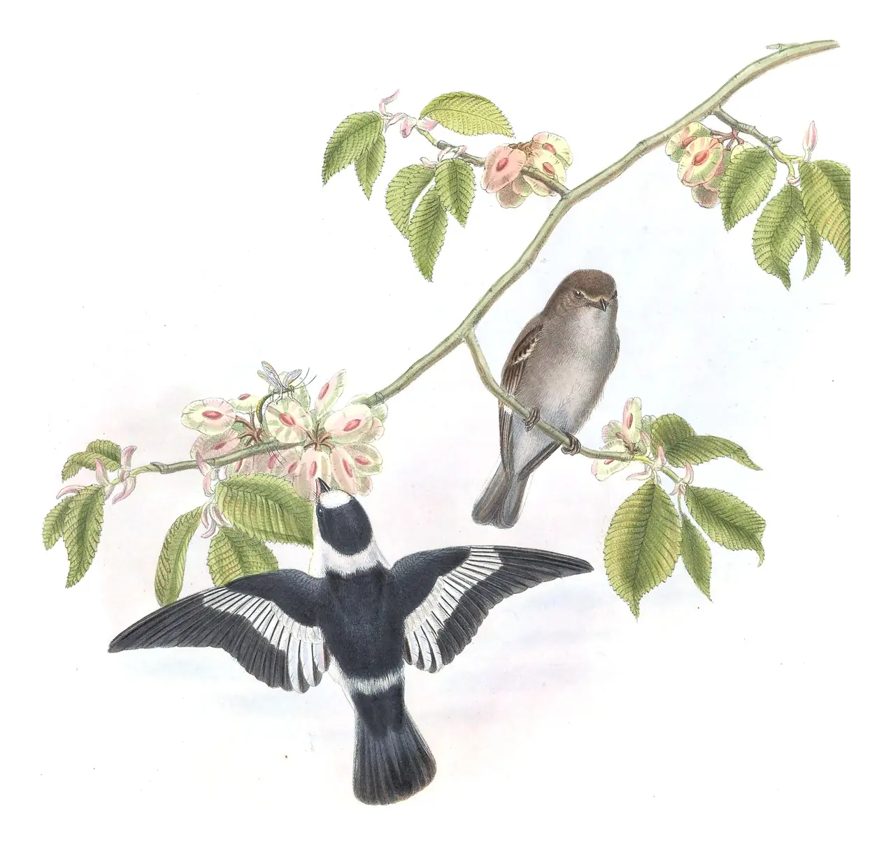 Volume II, plate 18 of Gould's The Birds of Great Britain: Collared Flycatcher (Ficedula albicollis)