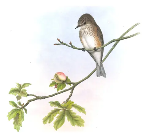 Volume II, plate 19 of Gould's The Birds of Great Britain: Spotted Flycatcher (Muscicapa striata)