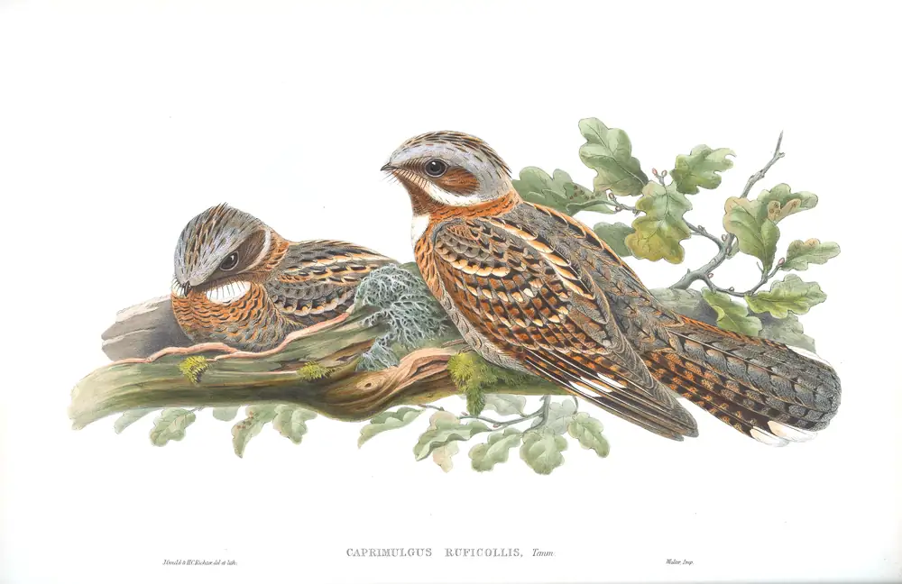 The whole sheet of volume II, plate 2, with its engraved caption