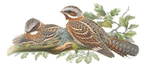Volume II, plate 2 of Gould's The Birds of Great Britain: Red-necked Nightjar (Caprimulgus ruficollis)