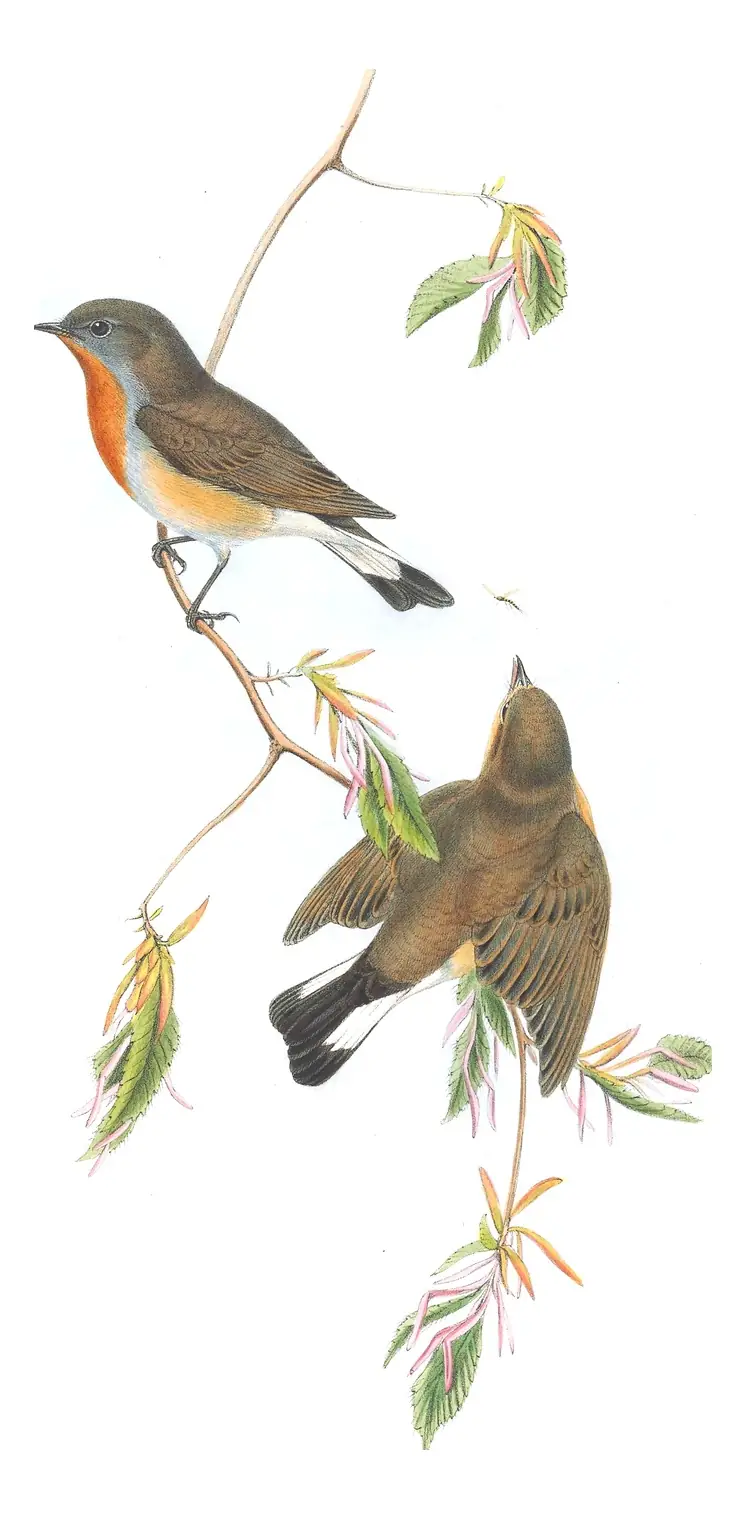 Volume II, plate 20 of Gould's The Birds of Great Britain: Red-breasted Flycatcher (Ficedula parva)
