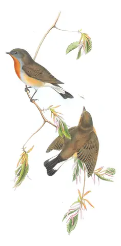 Volume II, plate 20 of Gould's The Birds of Great Britain: Red-breasted Flycatcher (Ficedula parva)