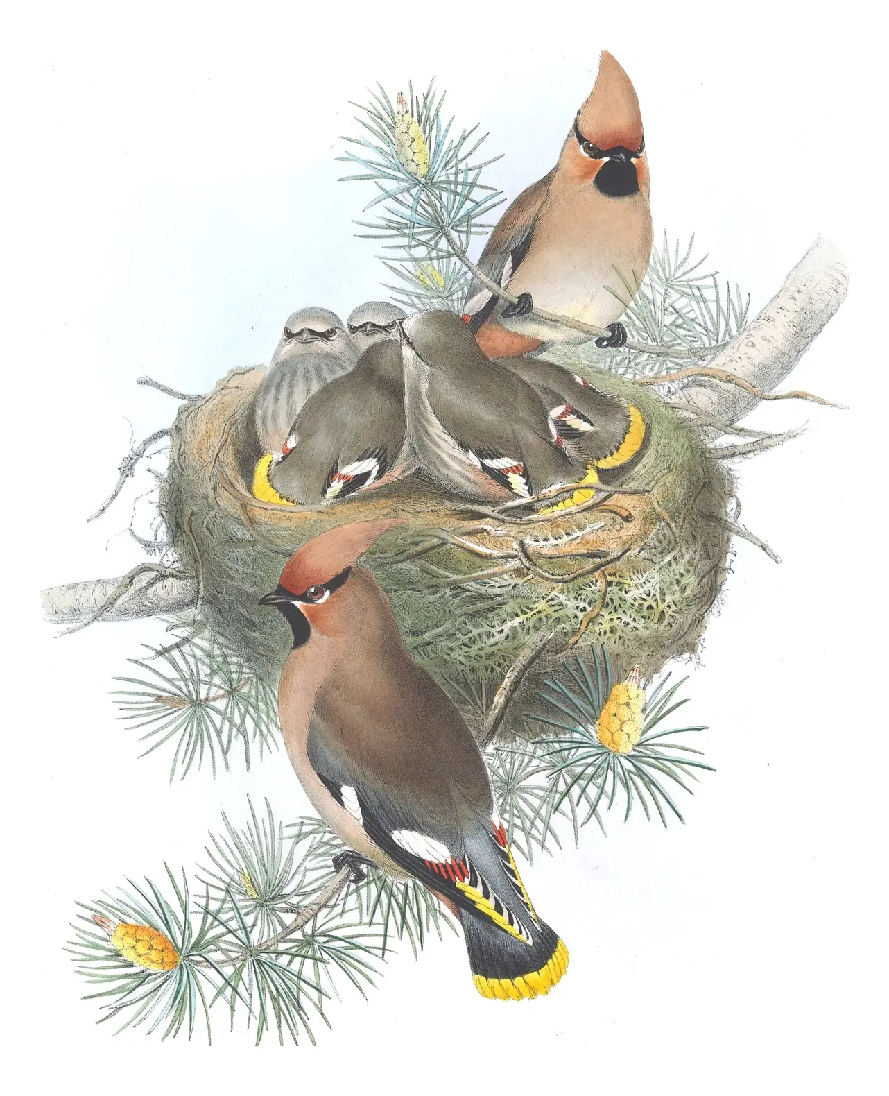 Volume II, plate 21 of Gould's The Birds of Great Britain: Bohemian Waxwing (Bombycilla garrulus)