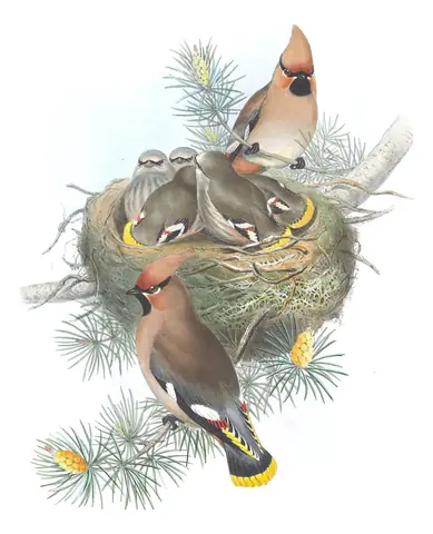 Volume II, plate 21 of Gould's The Birds of Great Britain: Bohemian Waxwing (Bombycilla garrulus)