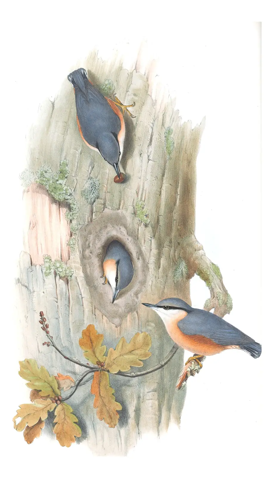 Volume II, plate 22 of Gould's The Birds of Great Britain: Eurasian Nuthatch (Sitta europaea)
