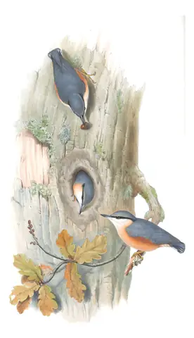 Volume II, plate 22 of Gould's The Birds of Great Britain: Eurasian Nuthatch (Sitta europaea)