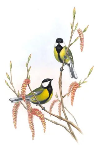 Volume II, plate 23 of Gould's The Birds of Great Britain: Great Tit (Parus major)