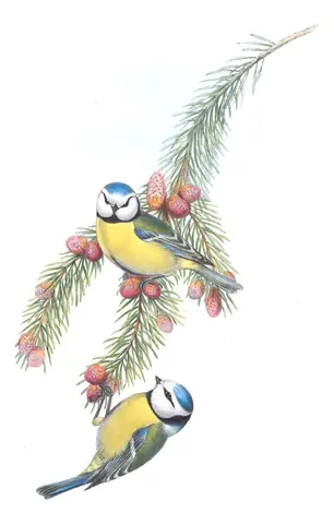 Volume II, plate 24 of Gould's The Birds of Great Britain: Eurasian Blue Tit (Cyanistes caeruleus)