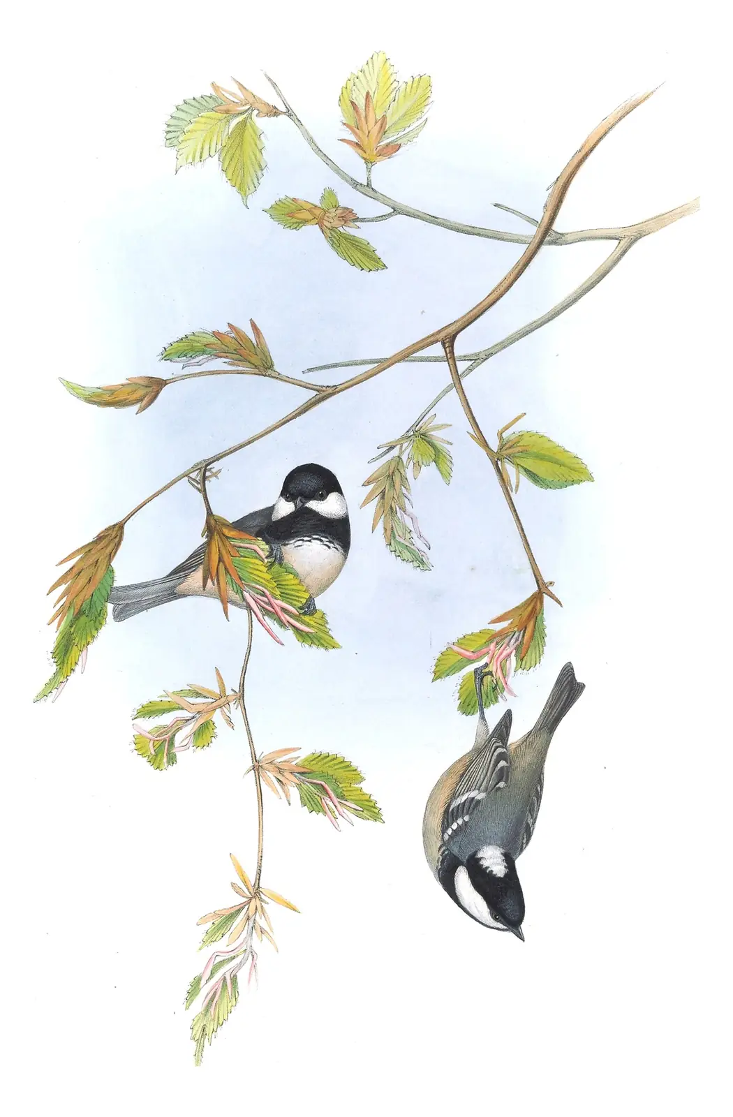 Volume II, plate 25 of Gould's The Birds of Great Britain: Coal Tit (Periparus ater)