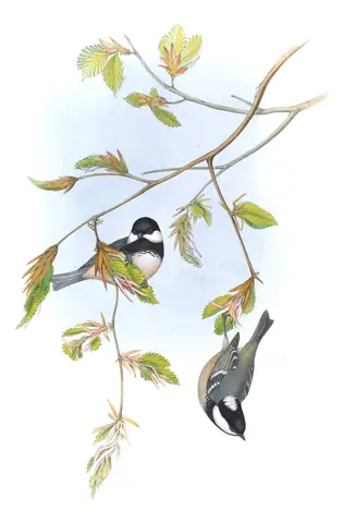 Volume II, plate 25 of Gould's The Birds of Great Britain: Coal Tit (Periparus ater)