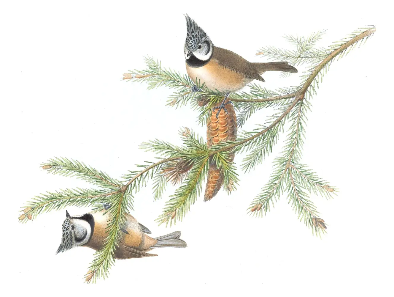 Volume II, plate 26 of Gould's The Birds of Great Britain: Crested Tit (Lophophanes cristatus)