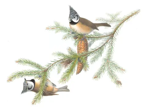 Volume II, plate 26 of Gould's The Birds of Great Britain: Crested Tit (Lophophanes cristatus)