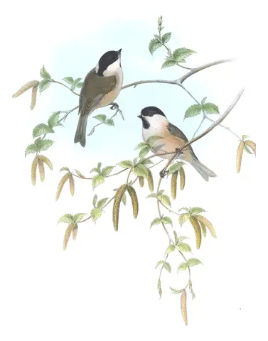 Volume II, plate 27 of Gould's The Birds of Great Britain: Marsh Tit (Poecile palustris)