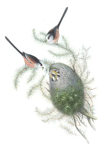 Volume II, plate 28 of Gould's The Birds of Great Britain: Long-tailed Tit (Aegithalos caudatus)