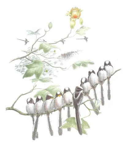 Volume II, plate 29 of Gould's The Birds of Great Britain: Long-tailed Tit (Aegithalos caudatus)
