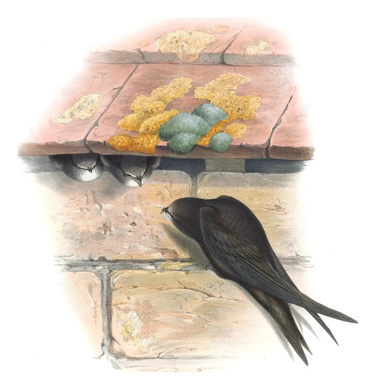 Volume II, plate 3 of Gould's The Birds of Great Britain: Common Swift (Apus apus)