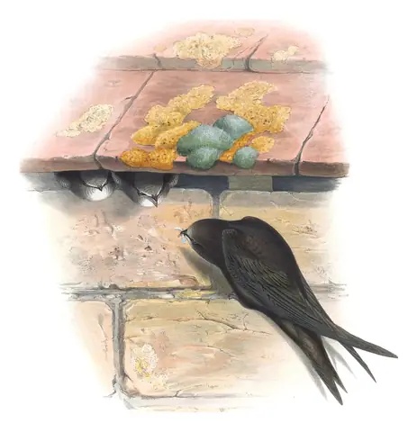 Volume II, plate 3 of Gould's The Birds of Great Britain: Common Swift (Apus apus)