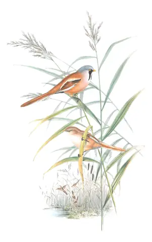 Volume II, plate 30 of Gould's The Birds of Great Britain: Bearded Reedling (Panurus biarmicus)
